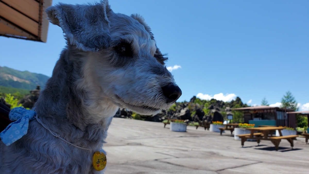 f:id:yotuba2014:20210823104634j:plain