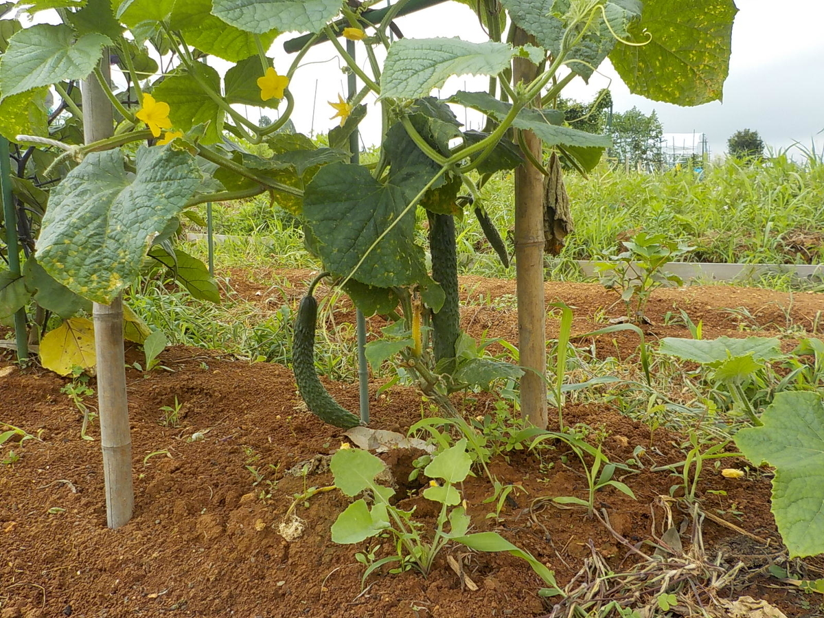 f:id:yotuba28:20190706181304j:plain f:id:yotuba28:20190706181304j:plain