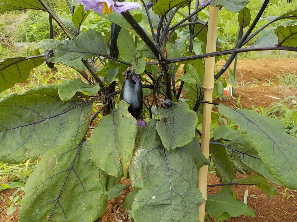 f:id:yotuba28:20190706181354j:plain f:id:yotuba28:20190706181354j:plain