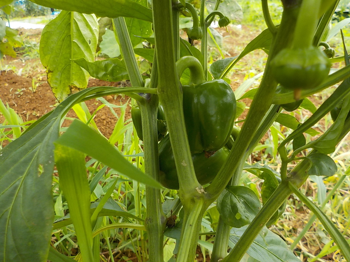 f:id:yotuba28:20190706181359j:plain f:id:yotuba28:20190706181359j:plain