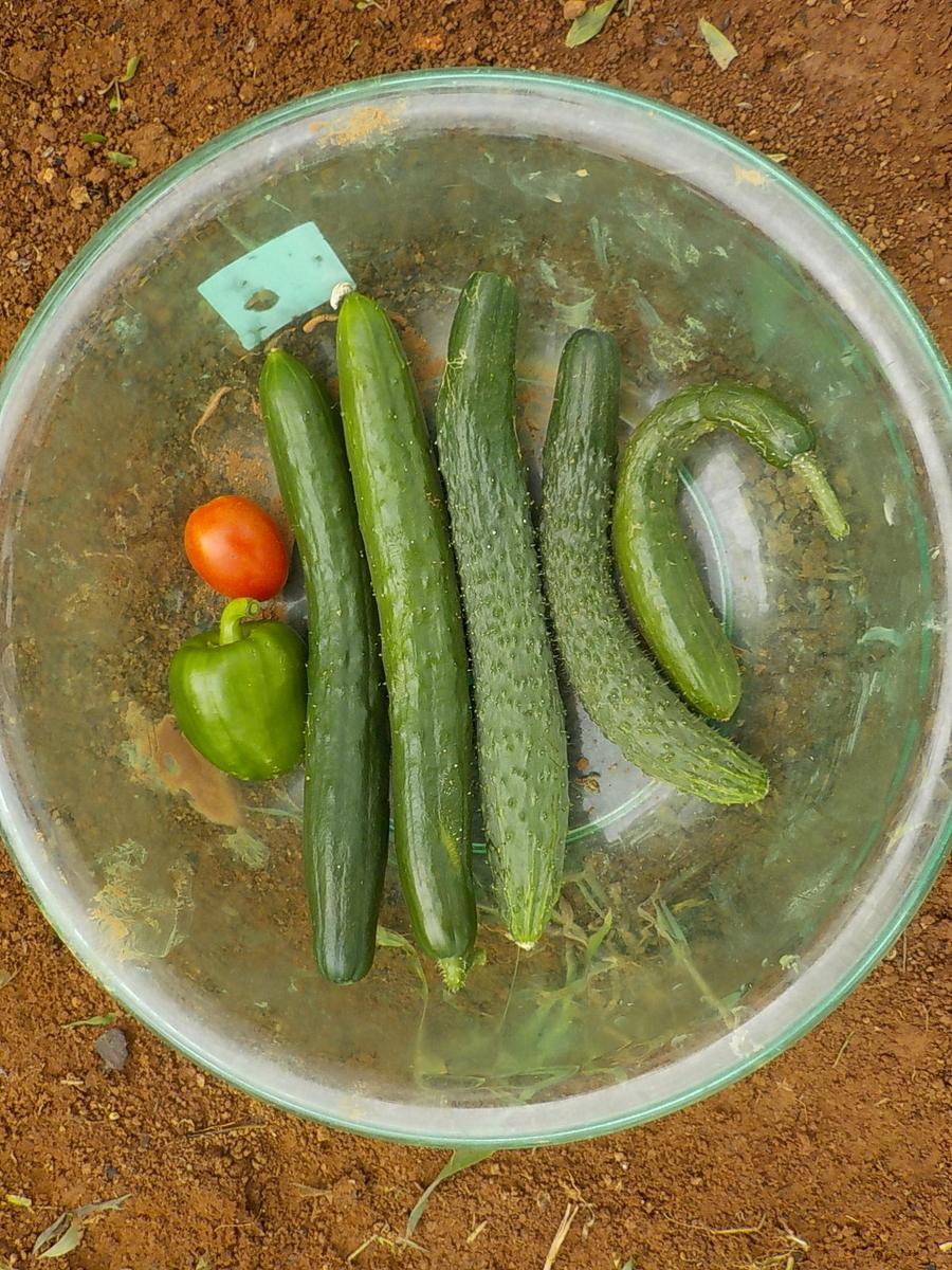 f:id:yotuba28:20190706181404j:plain f:id:yotuba28:20190706181404j:plain