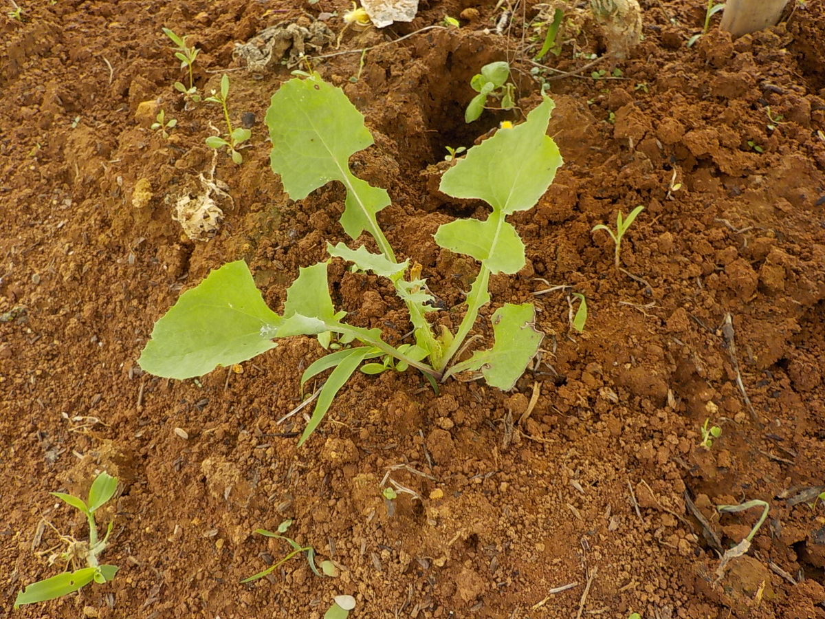 f:id:yotuba28:20190706181411j:plain f:id:yotuba28:20190706181411j:plain