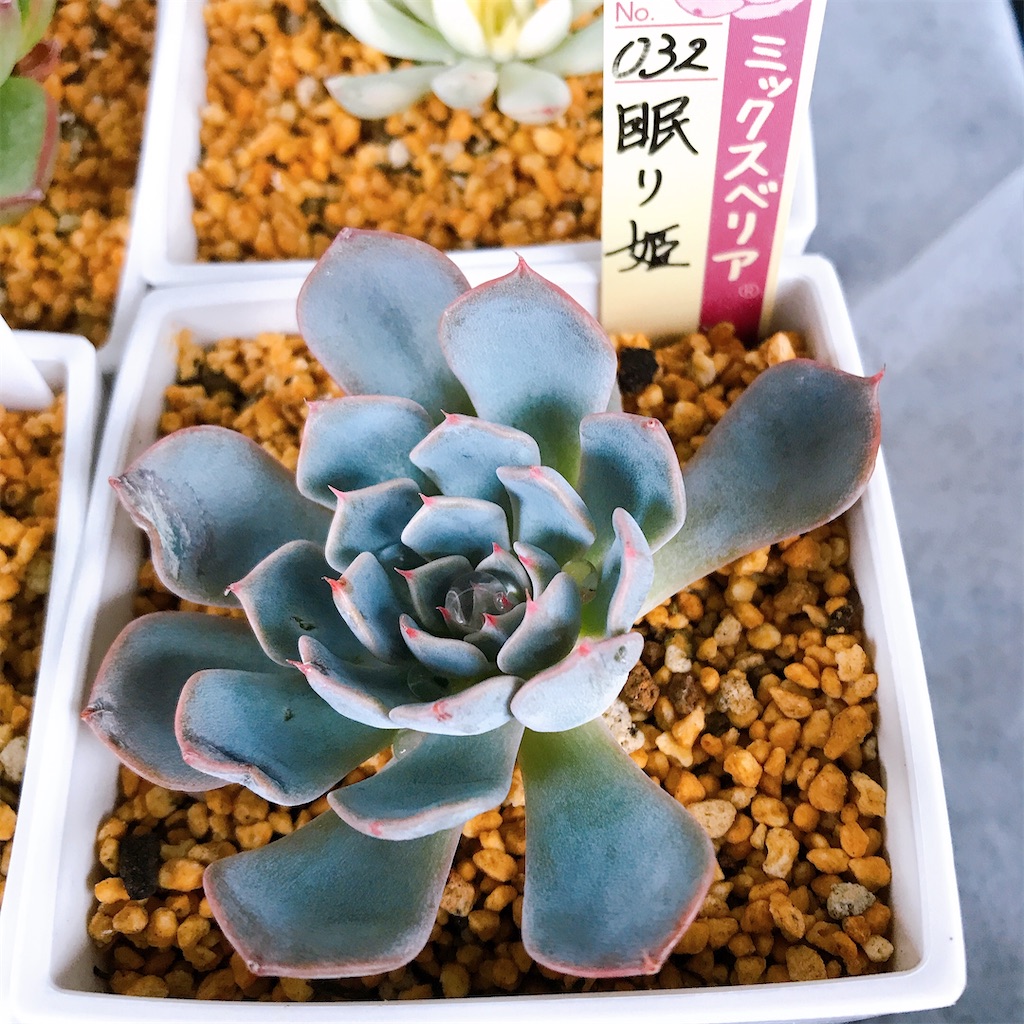 たにログ015 まさかのひょう被害！（泣）多肉1年目はハードモード - や