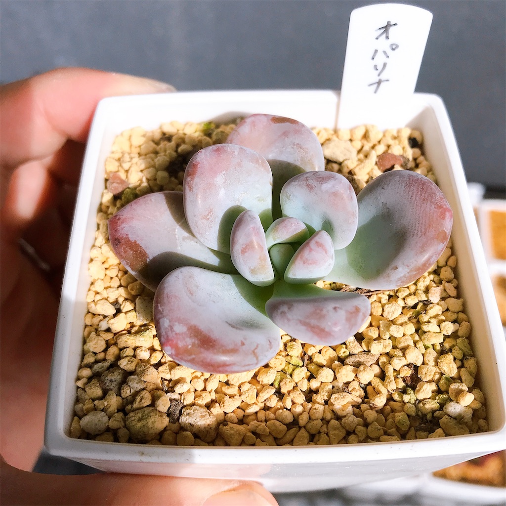 たにログ018 オパリナ -Opalina- - やもまる夫婦はベランダで多肉まみれ！