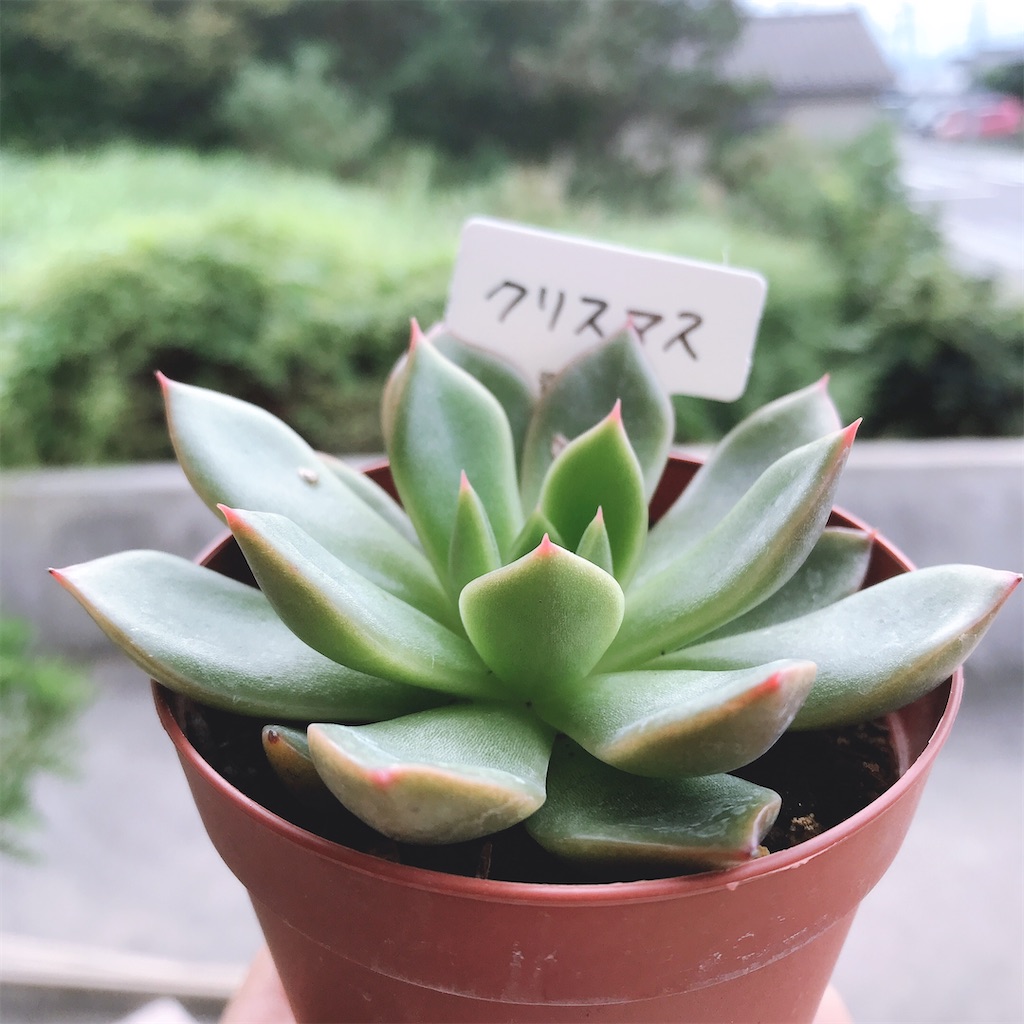 注目ブランド 紅塵 多肉植物 T6 21公式店舗 Mahatmaacademy Com