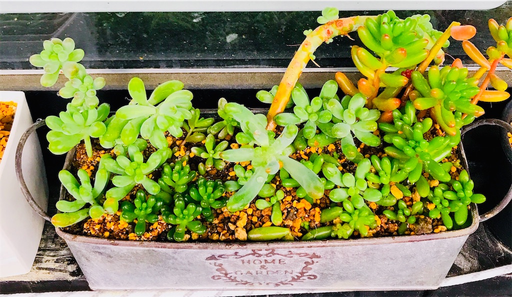 たにログ049 寄せ植えでモリモリのセダムの森を作りたい！ - やもまる
