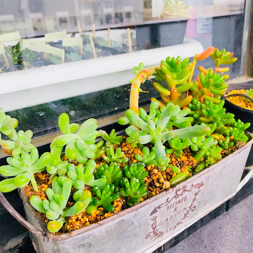 たにログ049 寄せ植えでモリモリのセダムの森を作りたい！ - やもまる