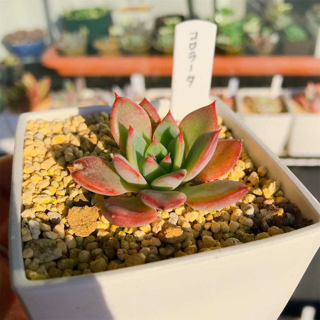 エケベリア オレンジ 多肉植物 肉厚 Kb5un M 新種 カテゴリー