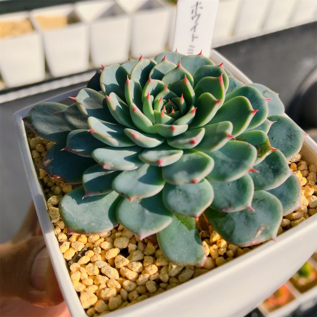 赤と緑の多肉植物*5 赤と緑の多肉植物 中型*5 楽天市場】多肉植物 赤（観葉植物｜花・観葉