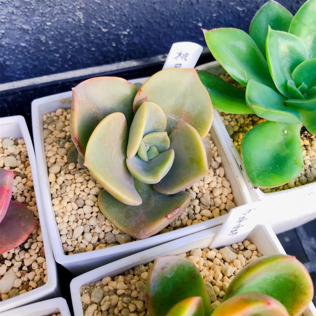 たにログ056 やっと見つけた本物の星美人？ - やもまる夫婦はベランダ