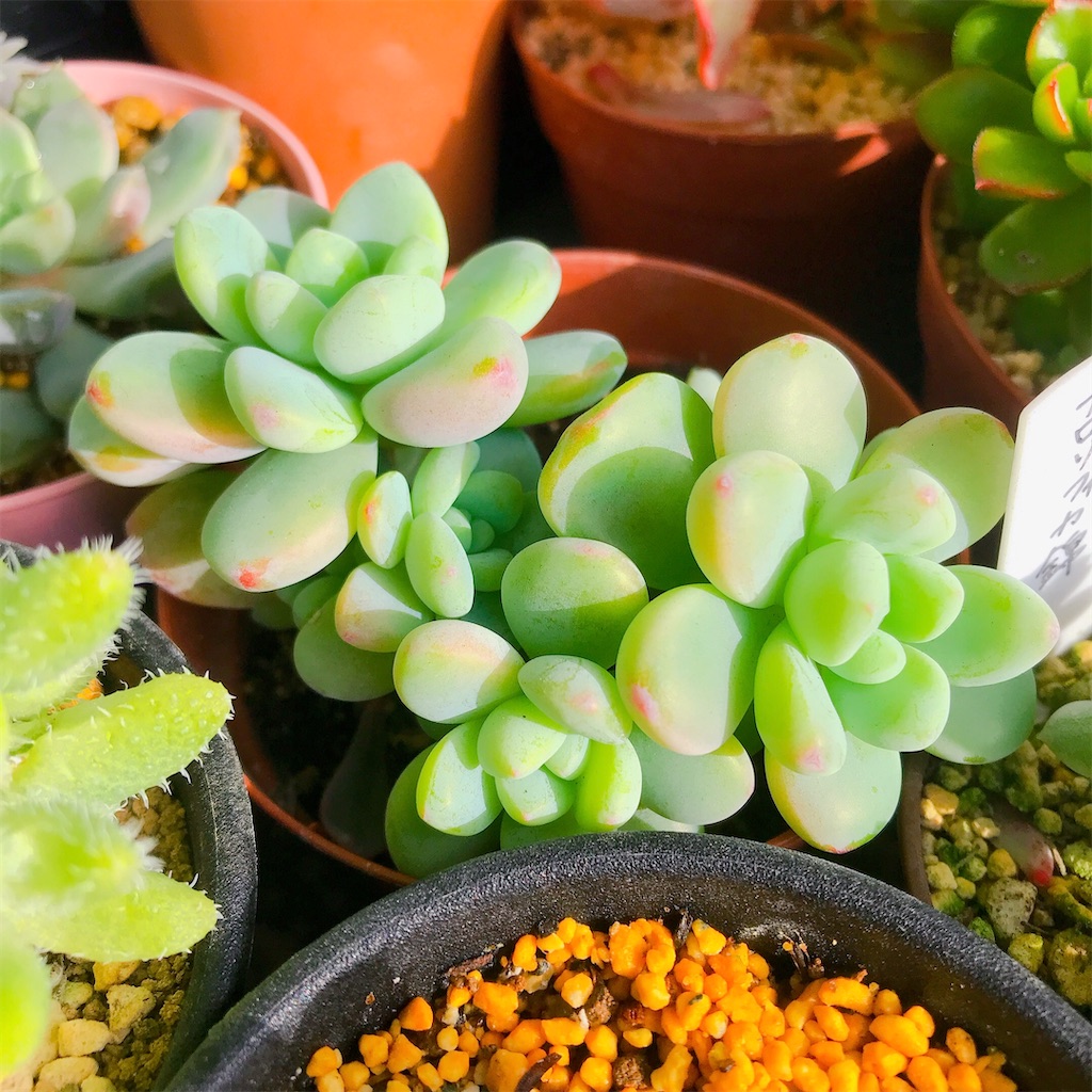 たにログ065 普及種の中でも紅葉が綺麗で増やしすい多肉ちゃん7選