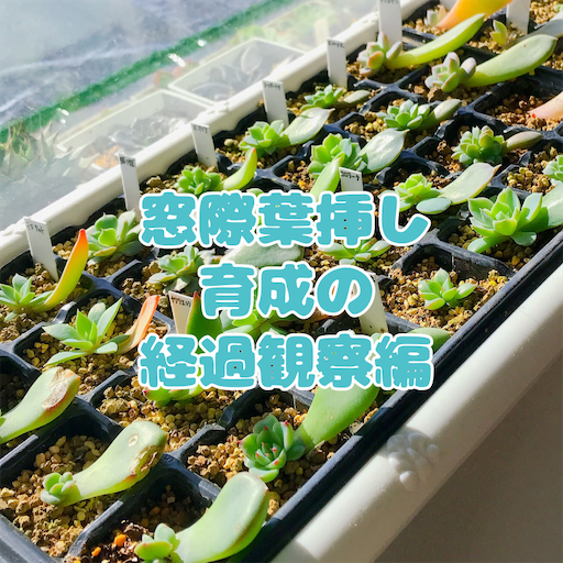 ダークムーン 双頭 葉挿しっ子 ダークムーン 双頭 葉挿しっ子