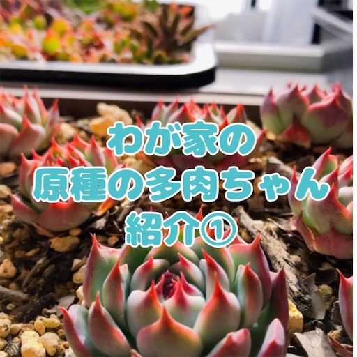たにログ0 これが自然に生えてる 原種の多肉ちゃん一覧 やもまる夫婦はベランダで多肉まみれ