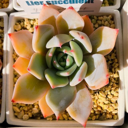 多肉植物。 胧月抜き苗 多肉植物【薄氷(姫朧月)】抜き苗 - メルカリ