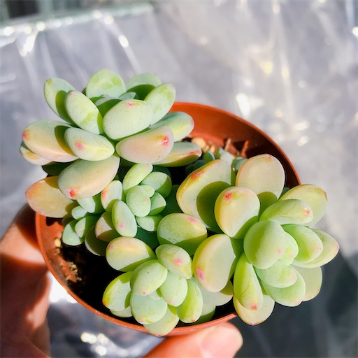 たにログ101 つぶつぶプロリ系の多肉ちゃん好きにはたまらない！ - や