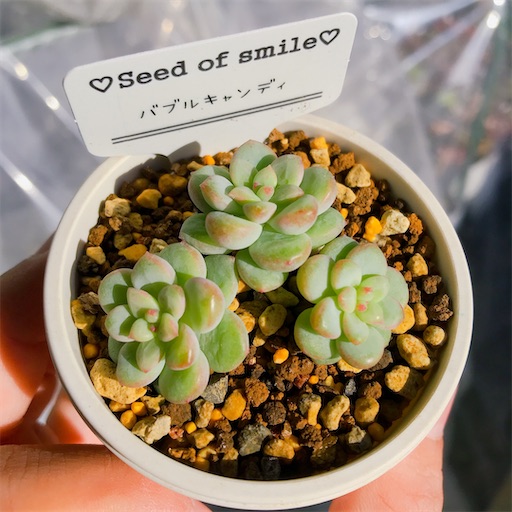 たにログ101 つぶつぶプロリ系の多肉ちゃん好きにはたまらない！ - や