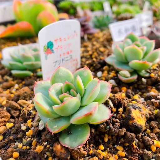 たにログ107 【2020年ラスト】多肉ちゃんを地植えして分かった3つの