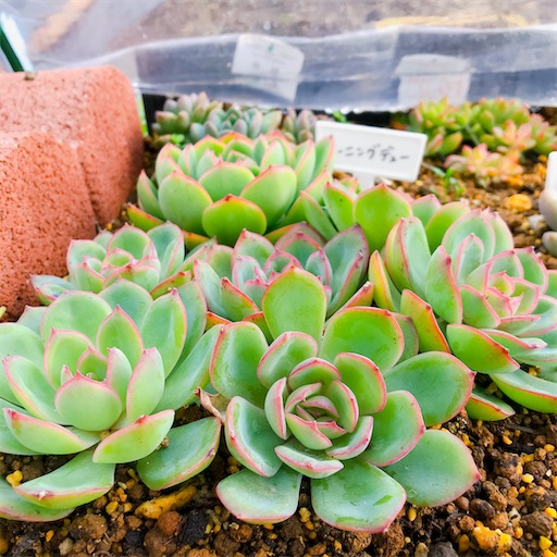 たにログ107 【2020年ラスト】多肉ちゃんを地植えして分かった3つの