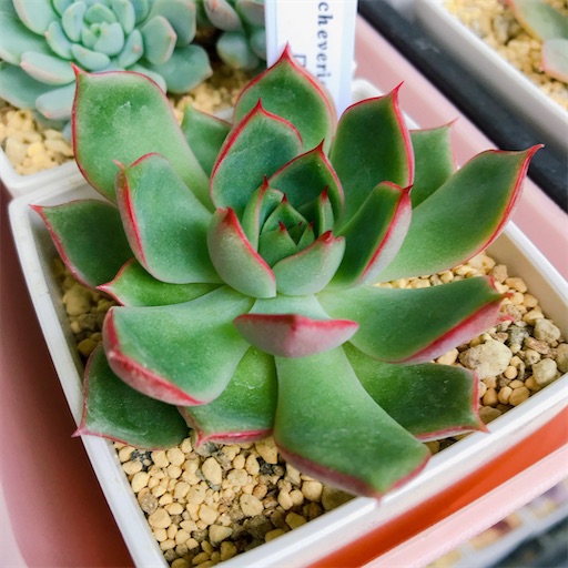 たにログ113 【冬越し】寒波後のタニパト① ローズセダムが休眠モード