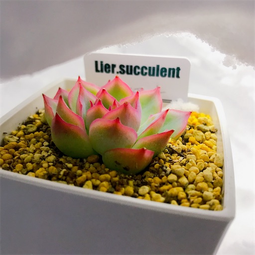 たにログ116 冬越し ベランダの多肉は凍る 凍らない 一番の大敵は やもまる夫婦はベランダで多肉まみれ