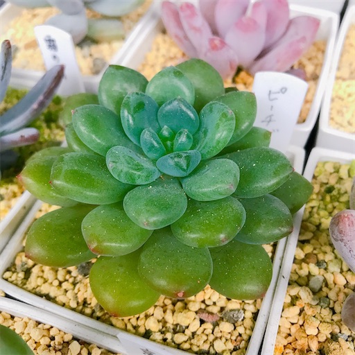 たにログ116 冬越し ベランダの多肉は凍る 凍らない 一番の大敵は やもまる夫婦はベランダで多肉まみれ