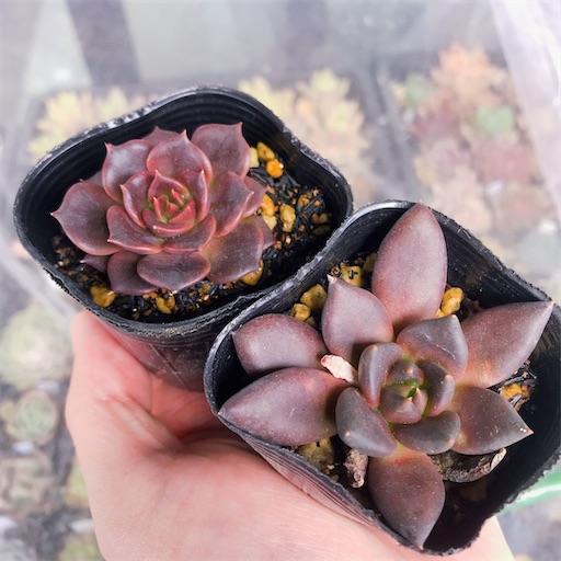 たにログ144 黒系多肉の違いを観察！ブラックナイト・ブラックプリンス