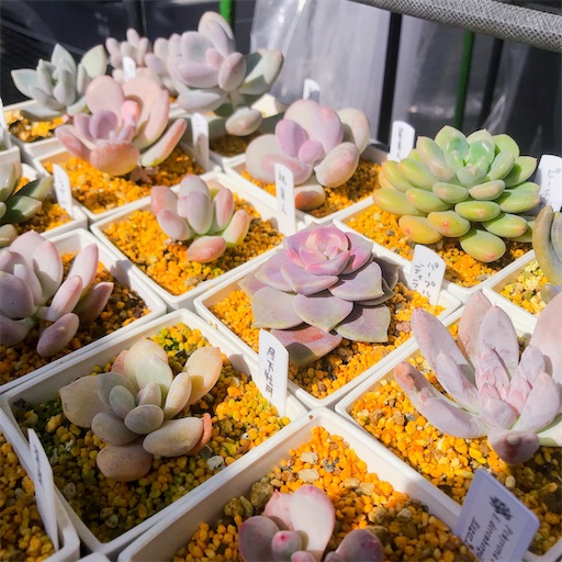 f:id:you-pon:20210301222047j:plain