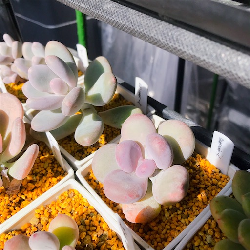 f:id:you-pon:20210301222349j:plain