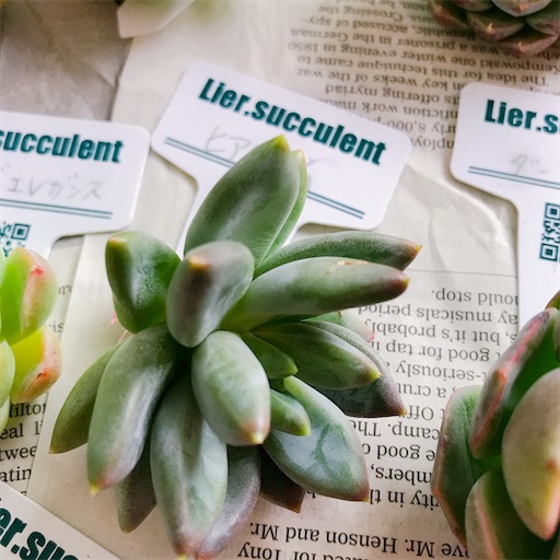 f:id:you-pon:20210301223617j:plain