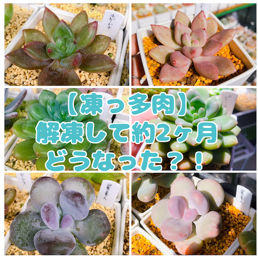 f:id:you-pon:20210301224800p:plain