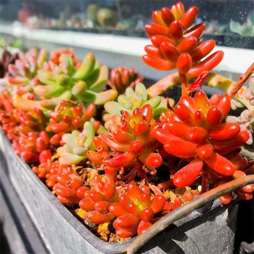たにログ158 虹の玉とつぶつぶセダム丼の紅葉の方法！乙女心と恋心の