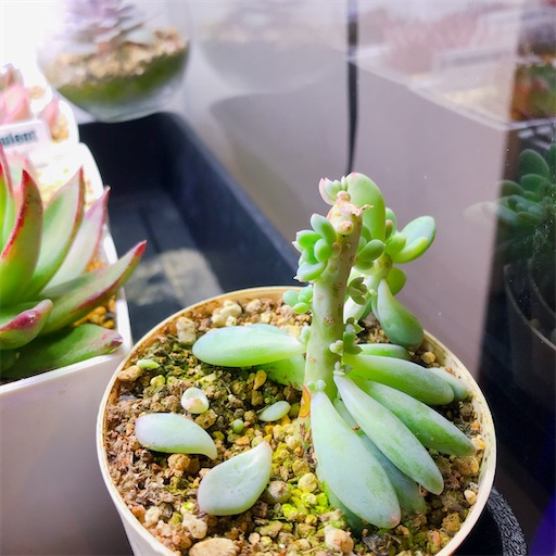 f:id:you-pon:20210315200313j:plain