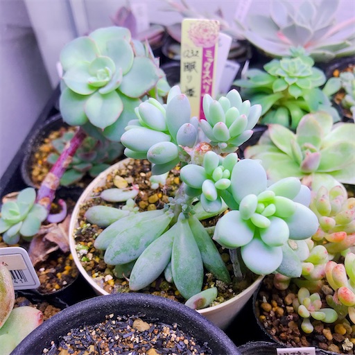 f:id:you-pon:20210315200319j:plain