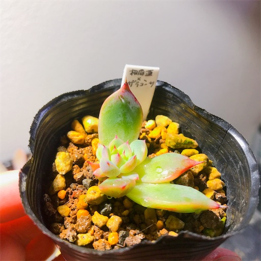 f:id:you-pon:20210315214643j:plain