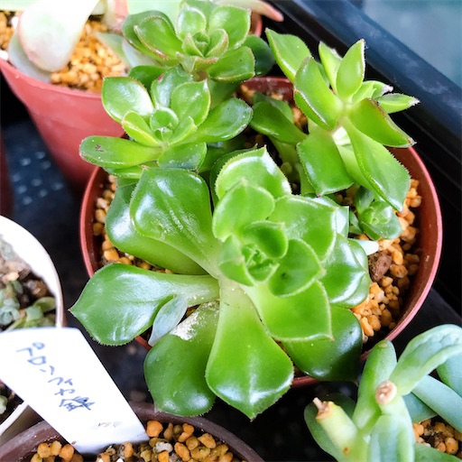 f:id:you-pon:20210318202226j:plain