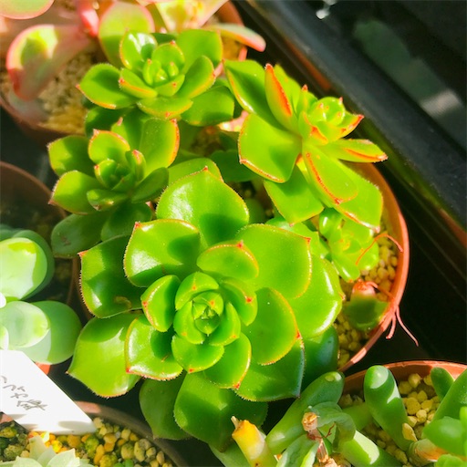 f:id:you-pon:20210318202233j:plain