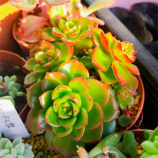 f:id:you-pon:20210318202237j:plain