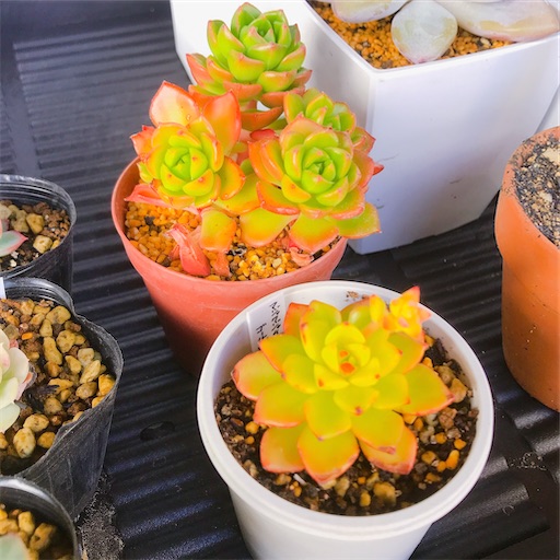 f:id:you-pon:20210318211432j:plain