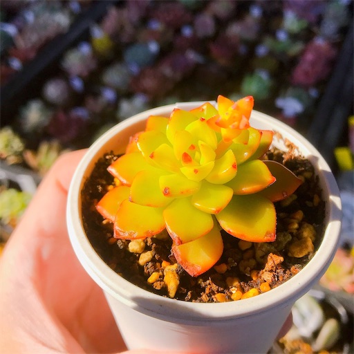 f:id:you-pon:20210318211437j:plain