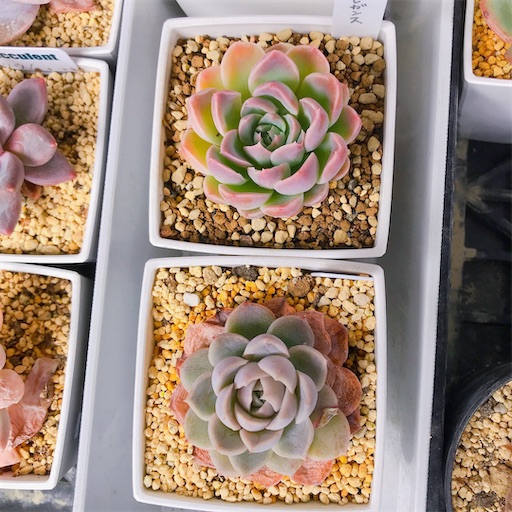 たにログ173 【ダイソー多肉】謎ベリアとバイオレットクイーンの