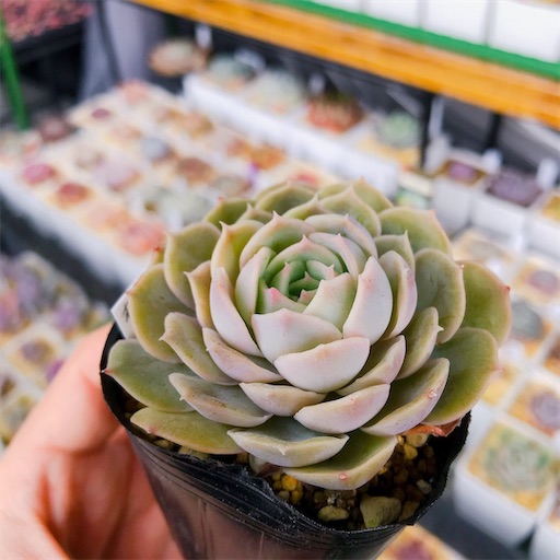 多肉植物 謎 たにログ173 【ダイソー多肉】謎ベリアとバイオレットクイーンの