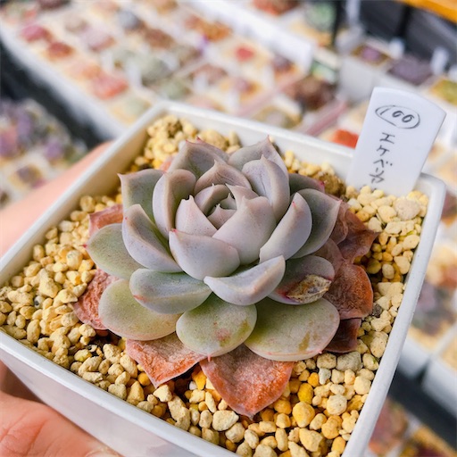 多肉植物 謎 1ヶ月後】ダイソー多肉植物のその後【謎ベリア】【葉挿しチャレンジ