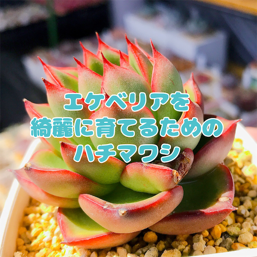 たにログ179 【鉢回し】多肉が傾いてきた！直し方は？気をつけたい季節