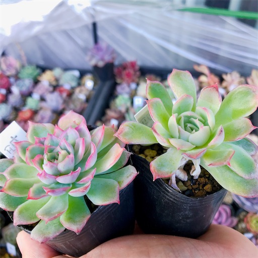 たにログ198 仕立て直し 徒長したカクトロコさんの多肉ちゃんを可愛く仕立て直す やもまる夫婦はベランダで多肉まみれ