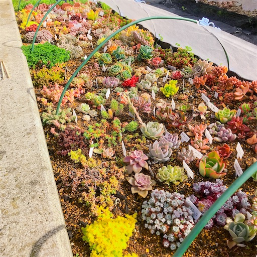 たにろぐ7 地植え多肉 雨水で多肉をムチムチに育成する ポイントは風の強さ やもまる夫婦はベランダで多肉まみれ たにろぐ7 地植え多肉 雨水で多肉をムチムチに育成する ポイントは風の強さ やもまる夫婦はベランダで多肉まみれ