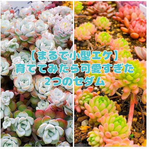 たにログ8 育てみたら可愛すぎた 小型エケベリアみたいなケープブランコとウィンクレリー やもまる夫婦はベランダで多肉まみれ たにログ8 育てみたら可愛すぎた 小型エケベリアみたいなケープブランコとウィンクレリー やもまる夫婦はベランダで多肉まみれ
