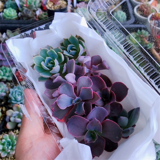 たにログ216 【発根のやり方】多肉のカット苗を100%発根させるお手軽な