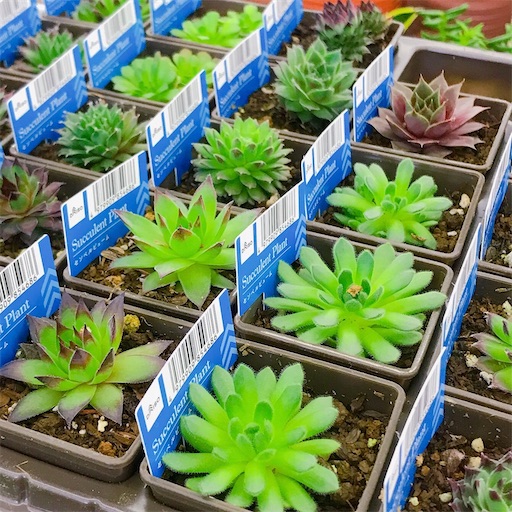 たにログ219 ダイソー多肉 名札の色が違うのは何故 白い名札と青名札 実はこんな違いが やもまる夫婦はベランダで多肉まみれ