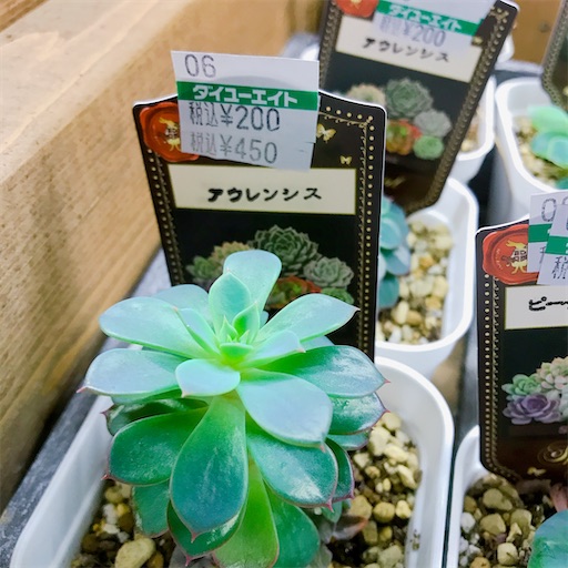 たにログ224 【クチコミ】ダイユーエイトで多肉狩りは？不思議な東海