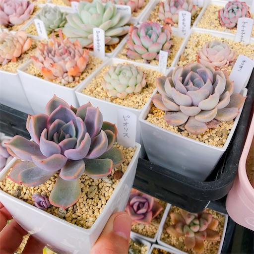 f:id:you-pon:20210520234056j:plain